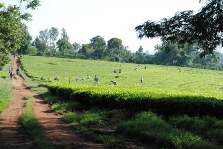 Uganda Tea, East Africa, Uganda, Nyambya, black CTC tea, Single Origin, Single Estate, Tea Factory, Family-owned