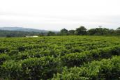 Factory - Tea Fields